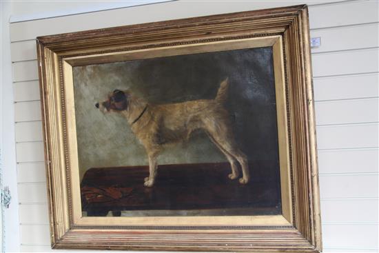 Adrienne Lester (20thC) Portrait of a Parsons Jack Russell terrier, standing upon a table, 28 x 36in.